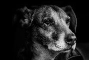 夢中犬語，解讀夢到許多狗的奧秘