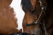 小馬游戲大全，下載、體驗全境，暢玩小馬游戲，全部游戲的下載與體驗指南