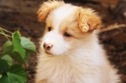 犬舍注冊全攻略，流程、注意事項及必備材料，一站式指南，犬舍注冊全解析