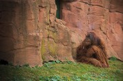 我的動(dòng)物園的游戲免費(fèi)，動(dòng)物園游戲，享受寓教于樂的動(dòng)物世界