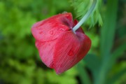 懷孕期間夢(mèng)到花的神秘寓意，懷孕期間夢(mèng)到花的神秘寓意
