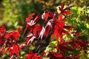 紅衣之夢，一場色彩斑斕的夢境探索，紅衣之夢，色彩斑斕的夢境探索