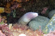 夢里夢到蛇，探索夢境中的神秘生物，夢里神秘生物，蛇的探索