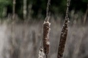 夢中折枝，探尋心靈與自然的微妙聯(lián)系，夢中折枝，心靈與自然的微妙聯(lián)系探索