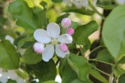 夢(mèng)中紅蘋(píng)果的寓意，夢(mèng)中紅蘋(píng)果的象征寓意