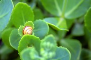 周公解夢(mèng)之夢(mèng)到金魚，周公解夢(mèng)，夢(mèng)到金魚的含義