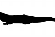 夢(mèng)魘之影，鱷魚(yú)咬我之謎，夢(mèng)魘之影，鱷魚(yú)咬我之謎