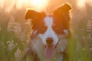 媽媽夢(mèng)中的神秘之犬，媽媽夢(mèng)中的神秘之犬，犬影幻夢(mèng)