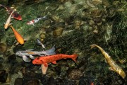 夢到魚和水，預(yù)示著什么？，夢到魚和水，預(yù)示的寓意與解析