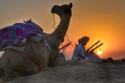 夢(mèng)中的騾子之旅，夢(mèng)中的騾子之旅之旅的奇妙體驗(yàn)