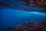 鯊魚游戲免費(fèi)下載，帶你暢游海洋的冒險(xiǎn)之旅，鯊魚游戲，探索海洋深處的冒險(xiǎn)世界！免費(fèi)下載！