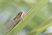 夢(mèng)中的蟬鳴，夢(mèng)中的蟬鳴聲