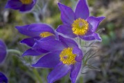 鮮花游戲免費(fèi)體驗(yàn)，超值！鮮花游戲免費(fèi)體驗(yàn)，讓生活更浪漫