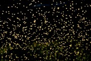 光盤(pán)游戲的誘惑與追求，免費(fèi)模式的未來(lái)展望，免費(fèi)與付費(fèi)，光盤(pán)游戲的新趨勢(shì)及未來(lái)展望