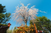 夢(mèng)中的大櫻桃，一場(chǎng)甜蜜的奇幻之旅