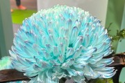 年產(chǎn)值超5000億元！“鮮花經(jīng)濟(jì)”一路生花