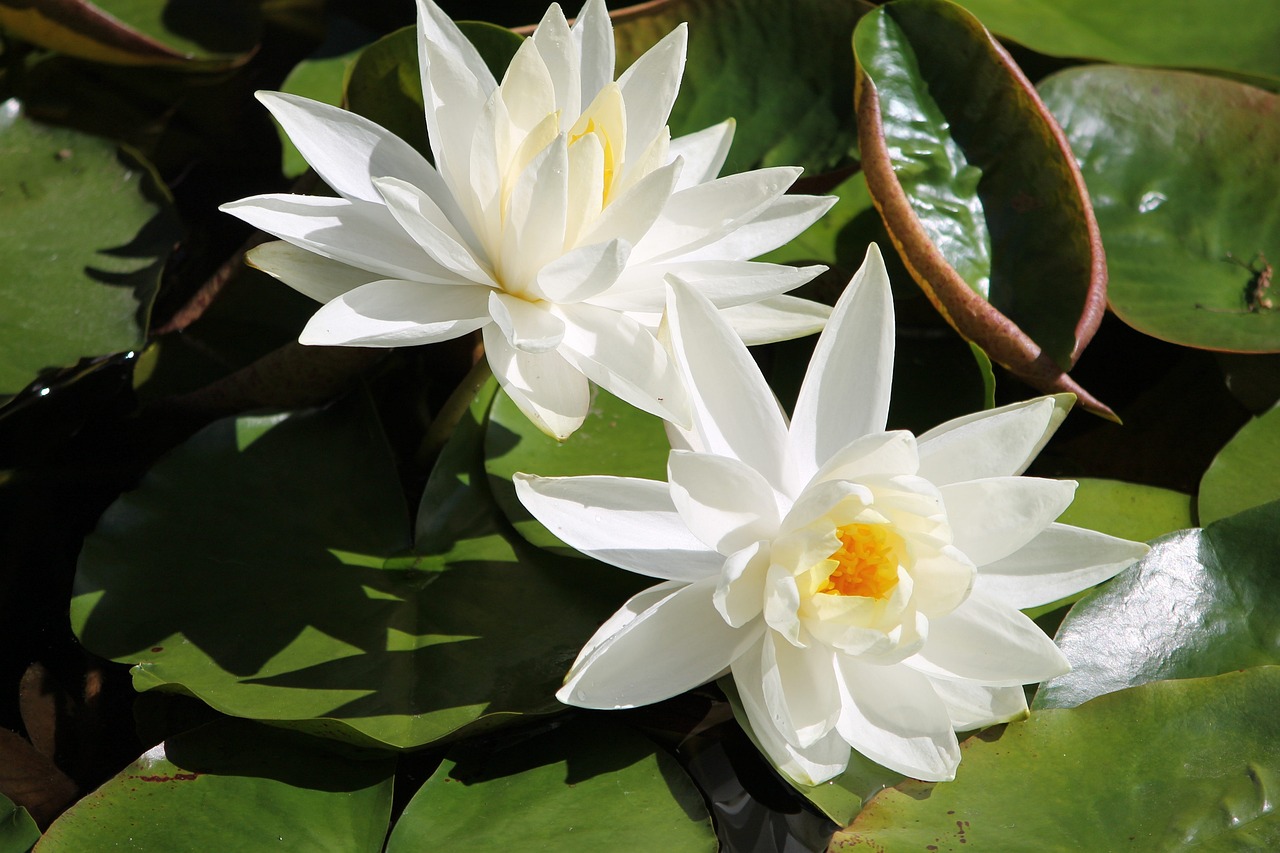 夢(mèng)中親人喜結(jié)連理，情感交織的奇妙體驗(yàn)