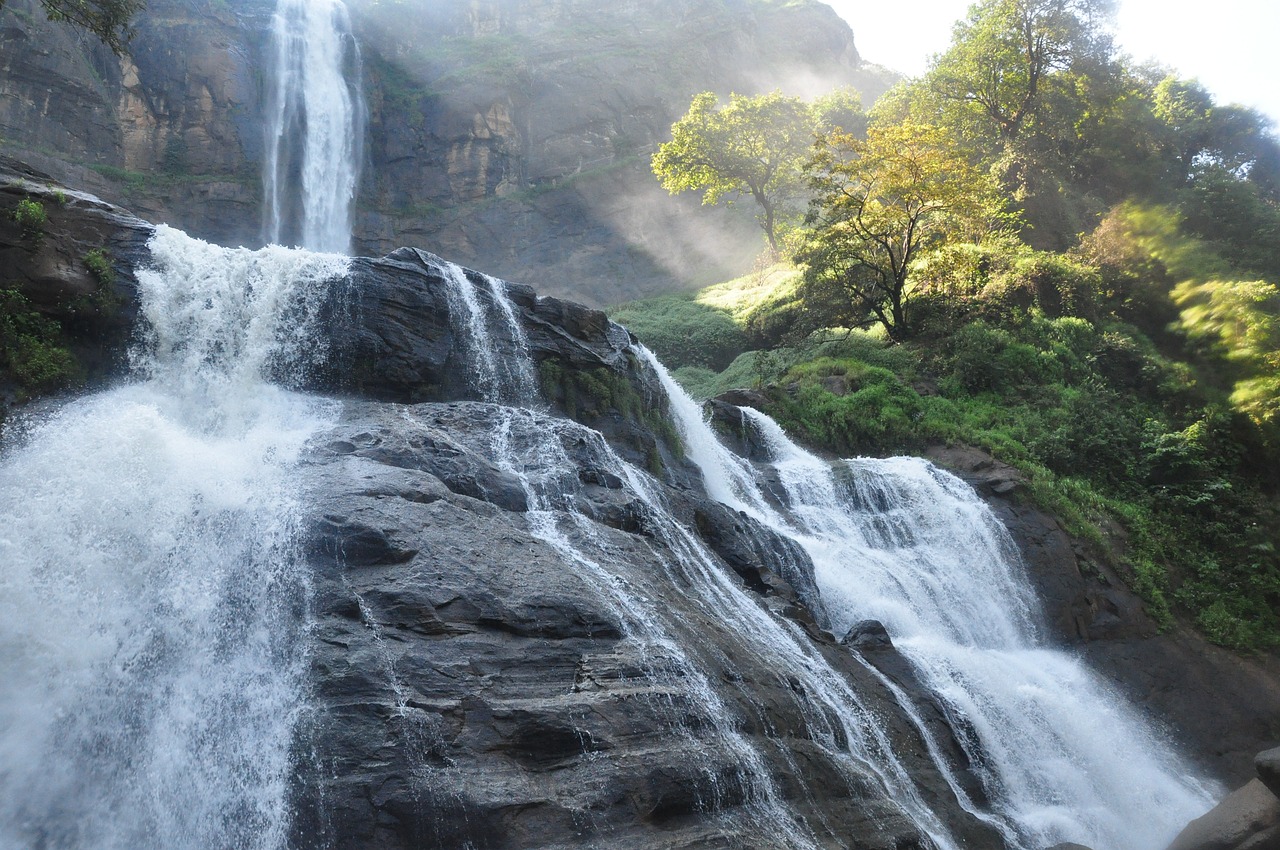 柏樹(shù)之夢(mèng)，一場(chǎng)深邃的夢(mèng)境之旅