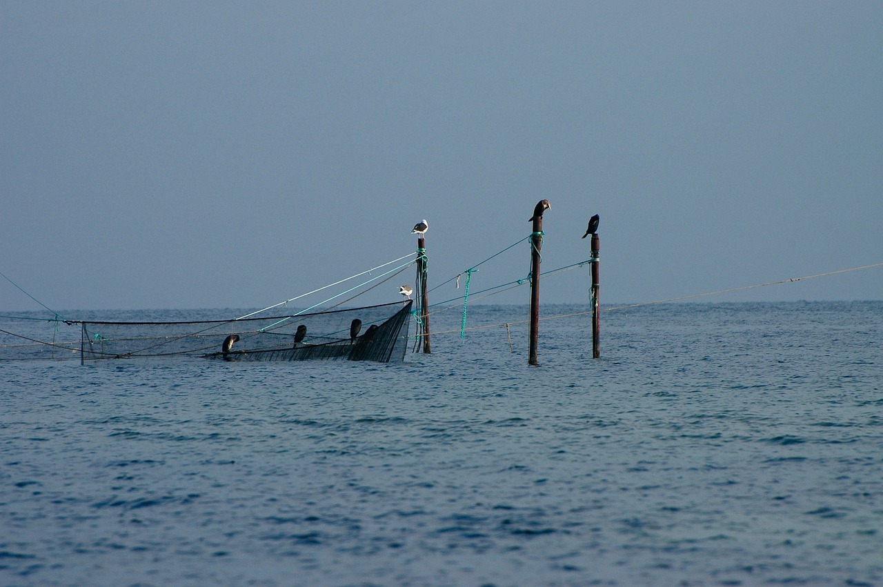 夢(mèng)中的魚(yú)影，一次自我探索的殺魚(yú)夢(mèng)