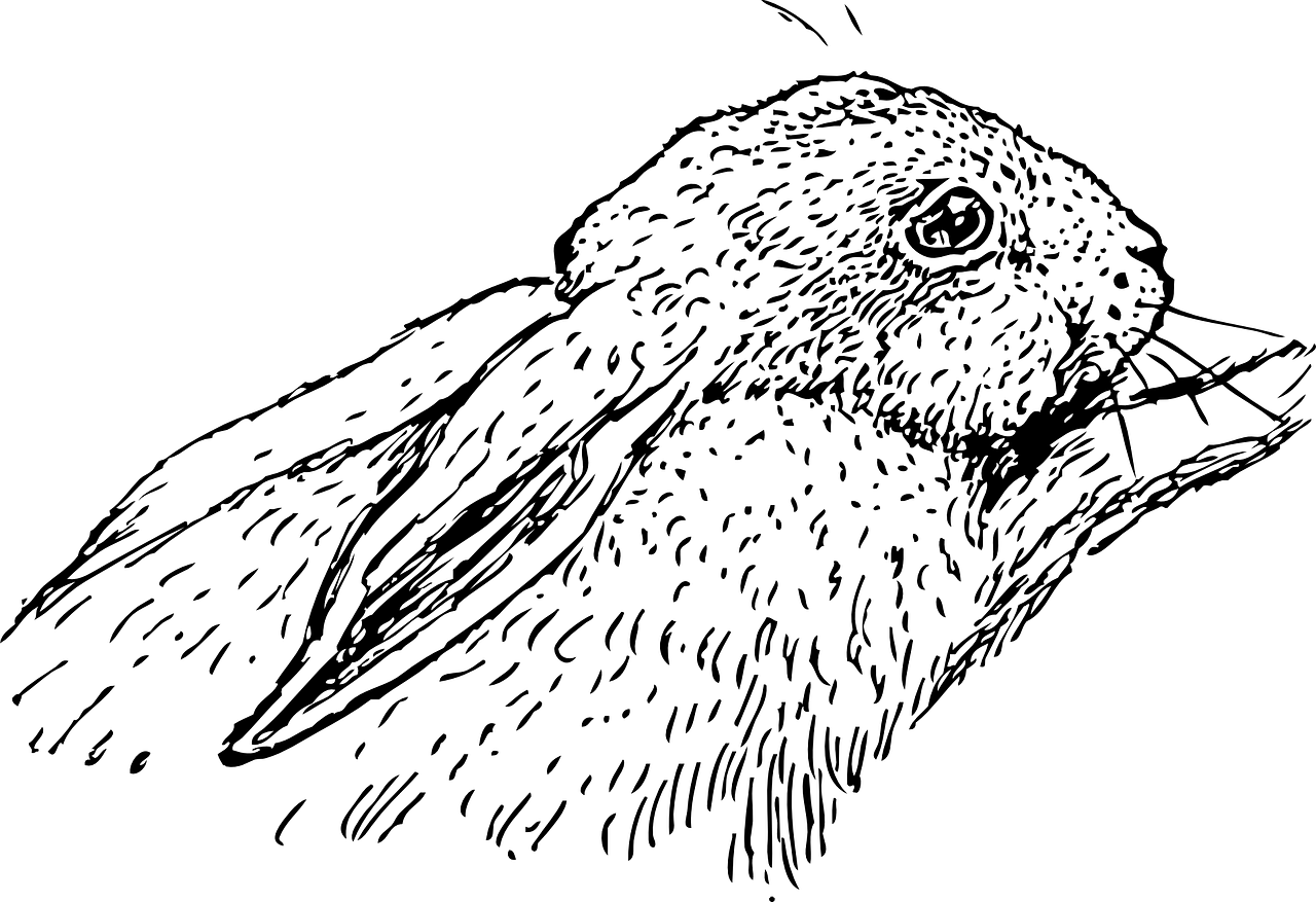 夢境中的老鼠與兔子，一場奇妙的探索