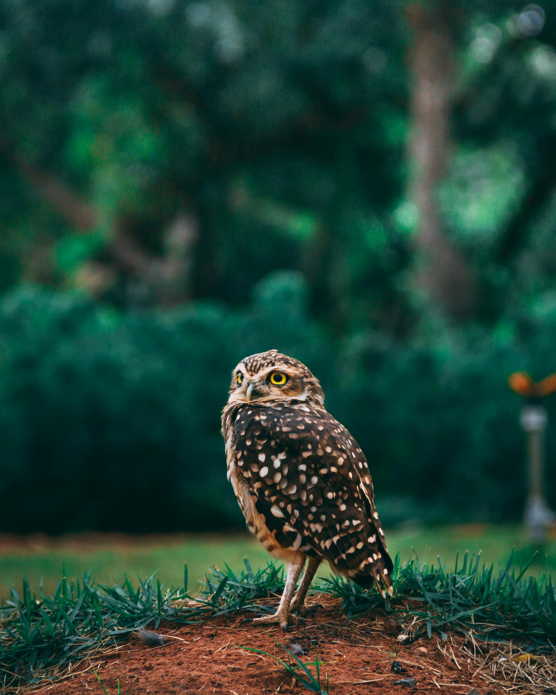 夢中的小動物世界，一場奇妙的夢境之旅