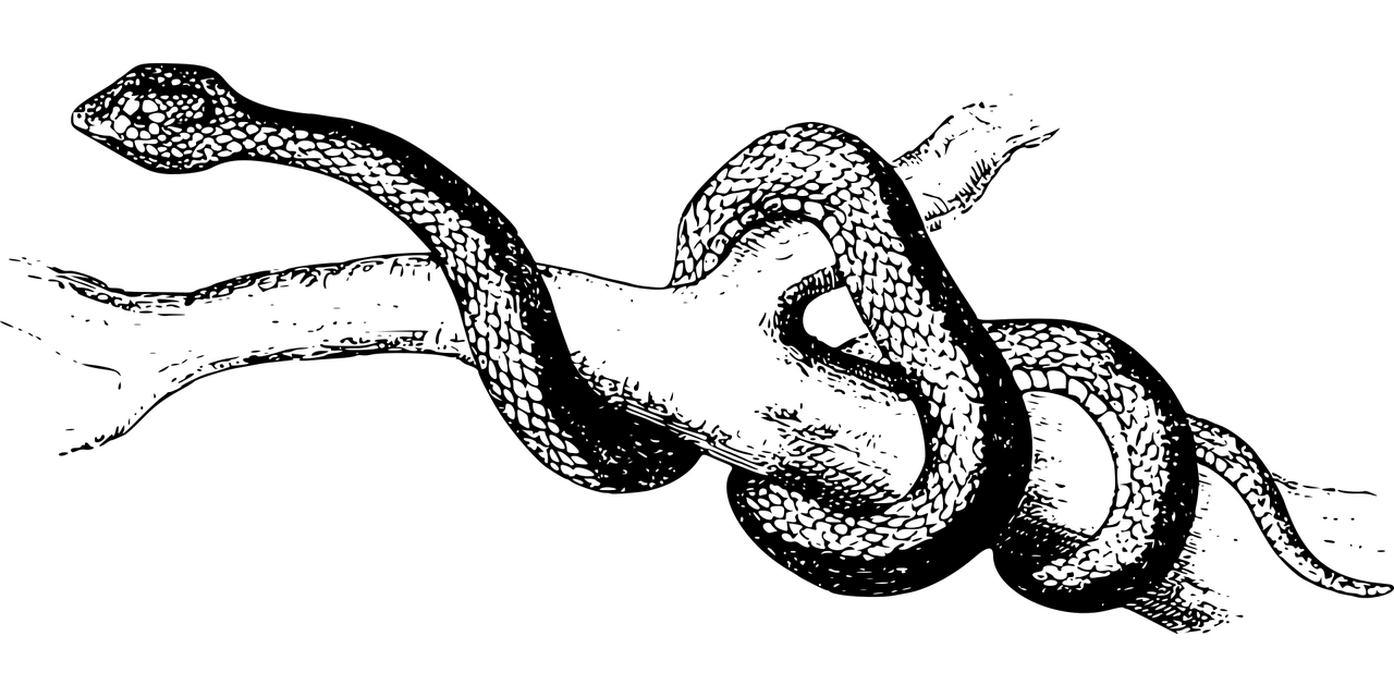 夢魘之蛇，蛇咬手之謎，夢魘之蛇，蛇咬手之謎的解析