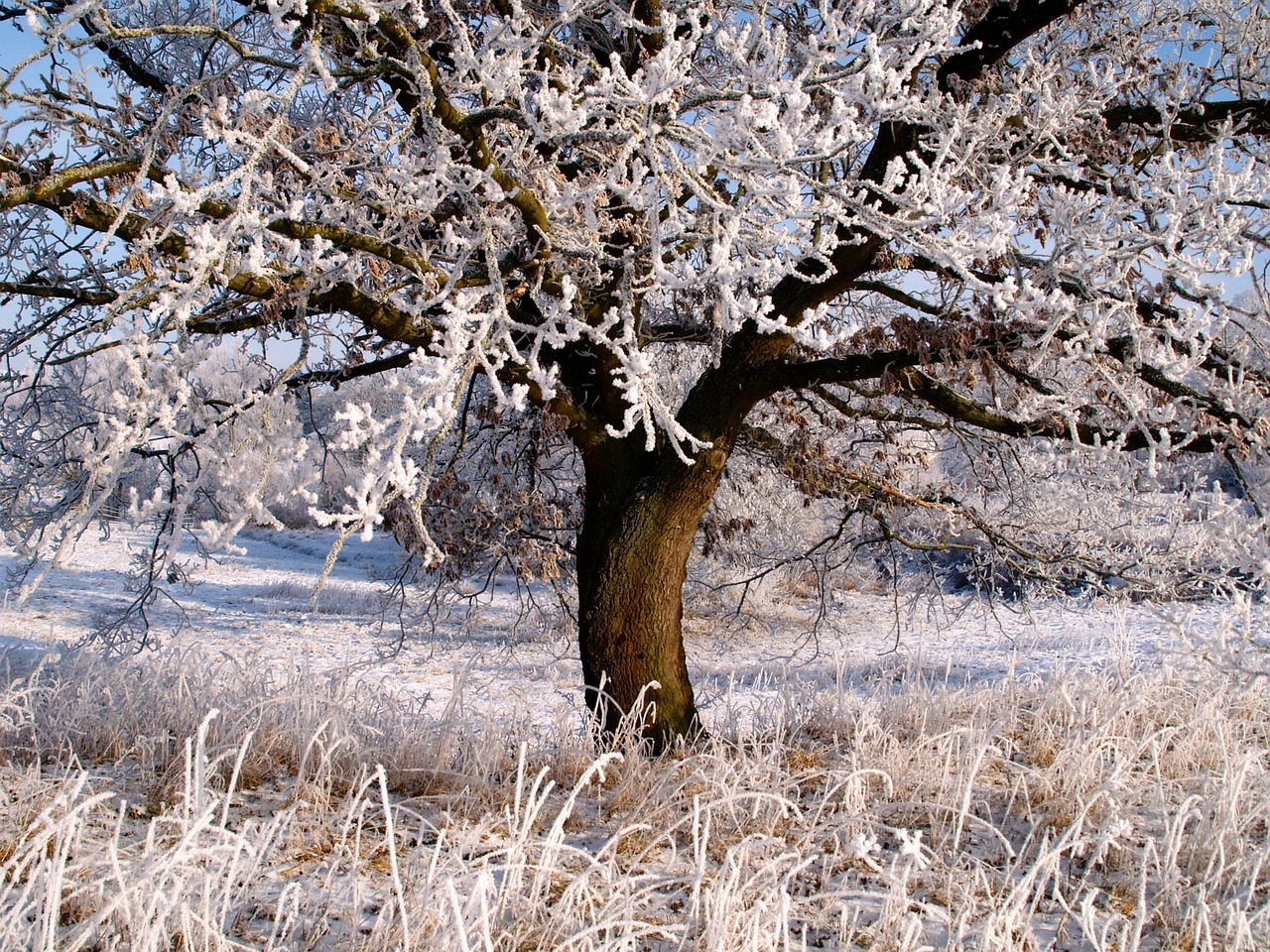 夢(mèng)中的雪舞，一場(chǎng)飄灑的冬日之夢(mèng)