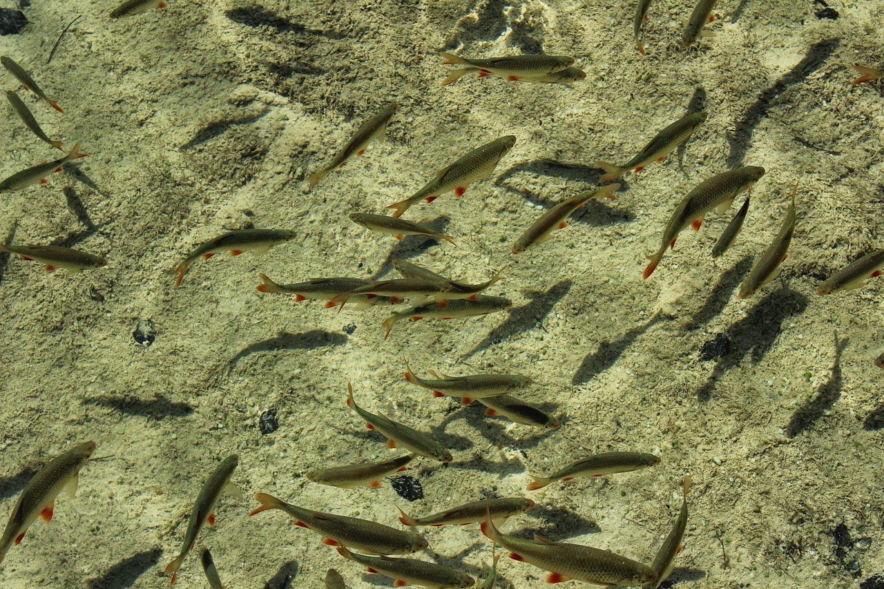 夢中的水世界，魚群涌動(dòng)的奧秘