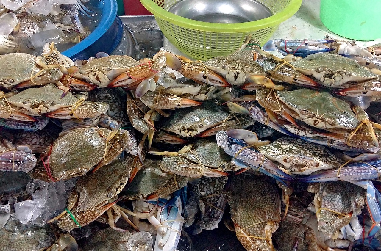 夢中奇遇，螃蟹與魚的共舞