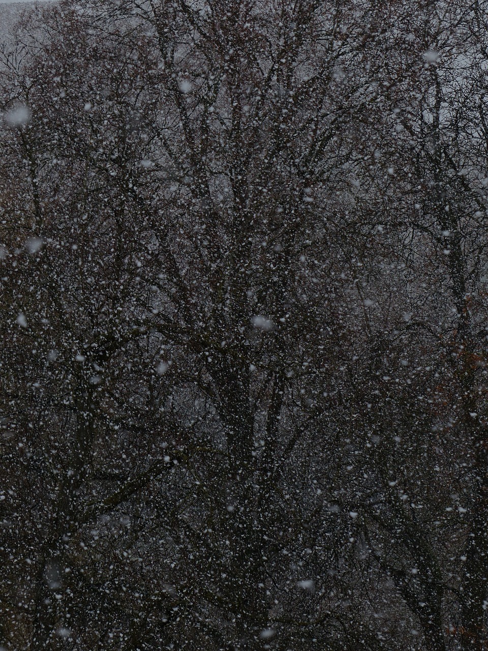 夢中雪舞，心靈的洗禮