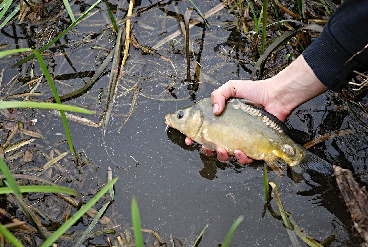 夢釣鯉魚，寓意與啟示