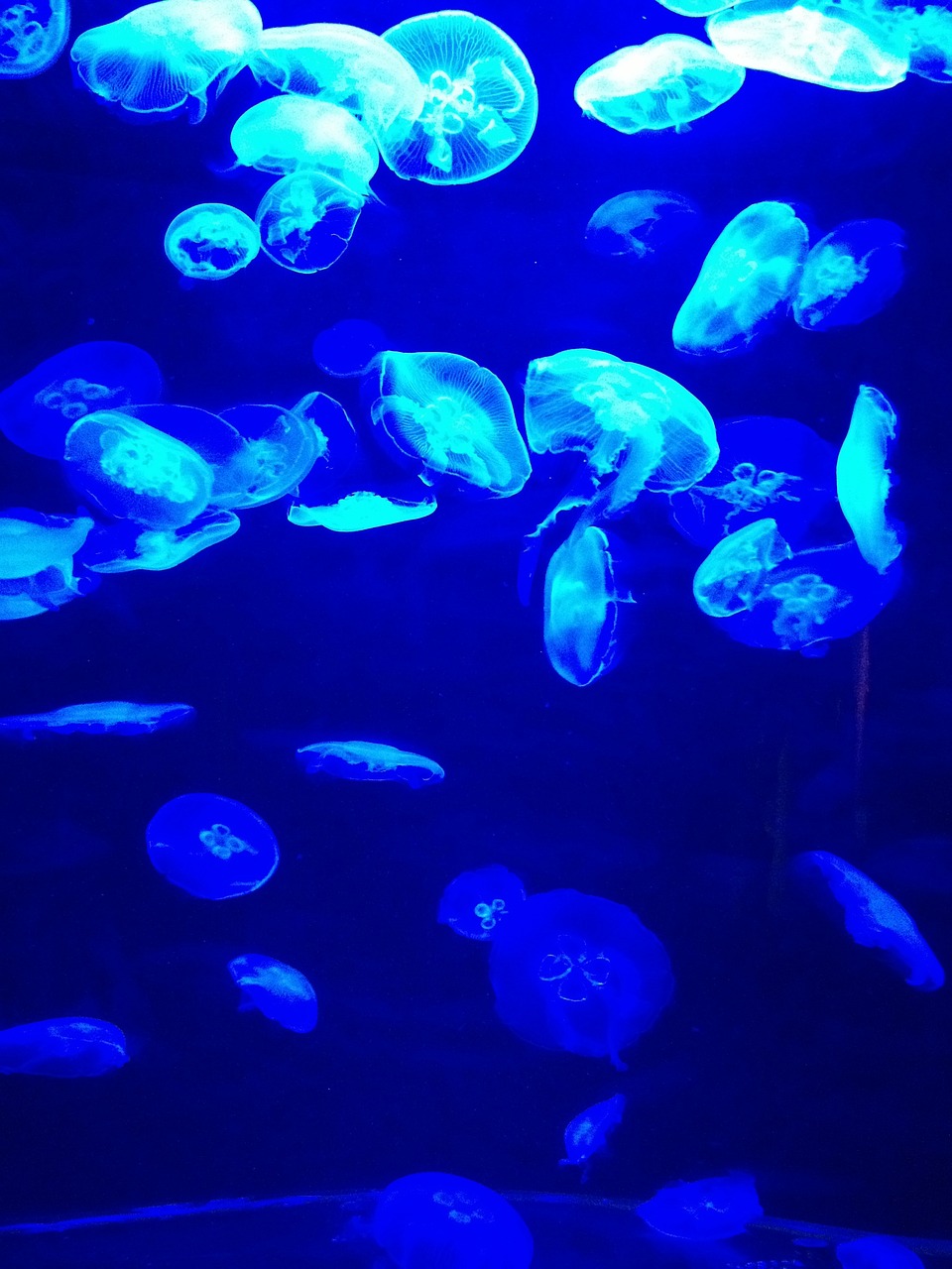 夢(mèng)到彩色的魚(yú)，一場(chǎng)神秘而多彩的夢(mèng)境之旅
