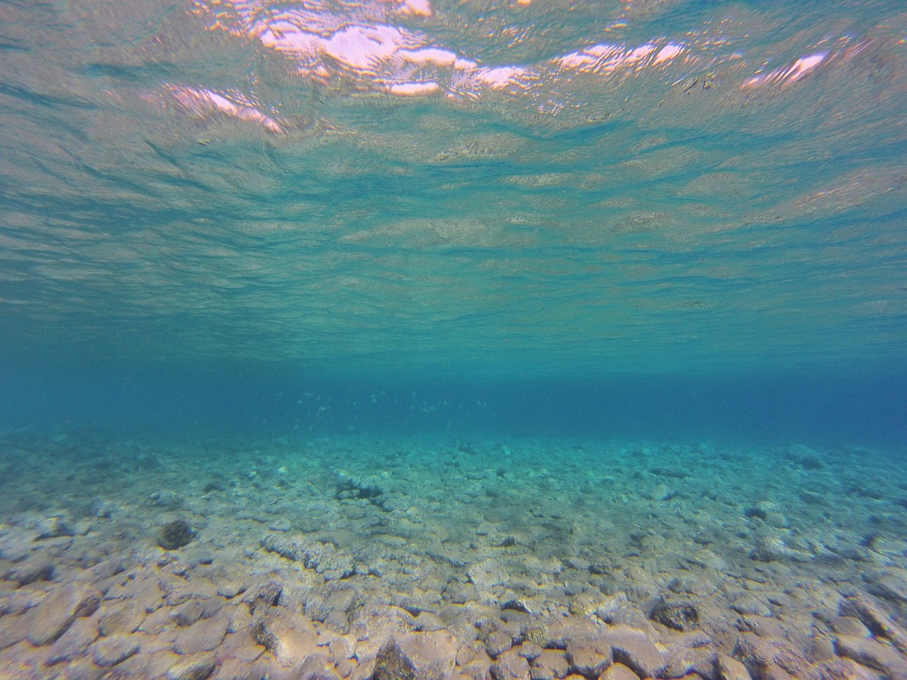 夢(mèng)中金魚(yú)的奇幻之旅