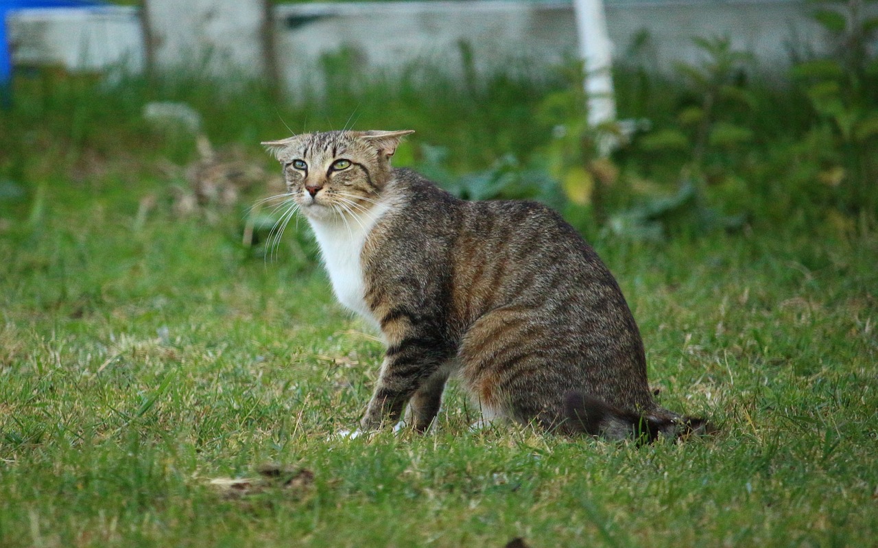 揭秘Kitty貓咪的游戲世界，一款免費、無廣告的休閑游戲