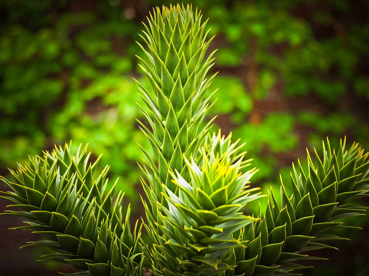 虛擬世界中的植物游戲免費(fèi)體驗——探討其價值與影響