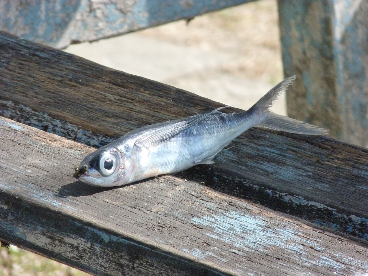 夢(mèng)到撈魚(yú)，寓意與解讀