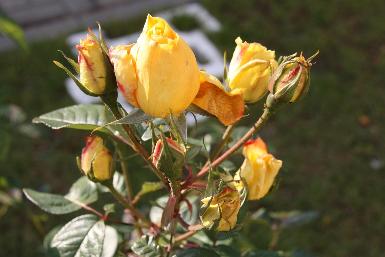 揭秘國(guó)際送花網(wǎng)站排名，為您推薦全球最優(yōu)質(zhì)的鮮花配送平臺(tái)