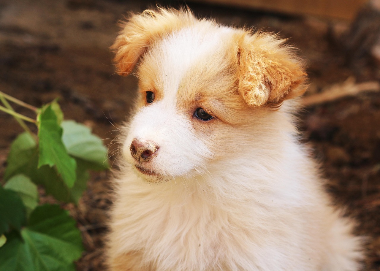 犬舍注冊(cè)全攻略，流程、注意事項(xiàng)及必備材料