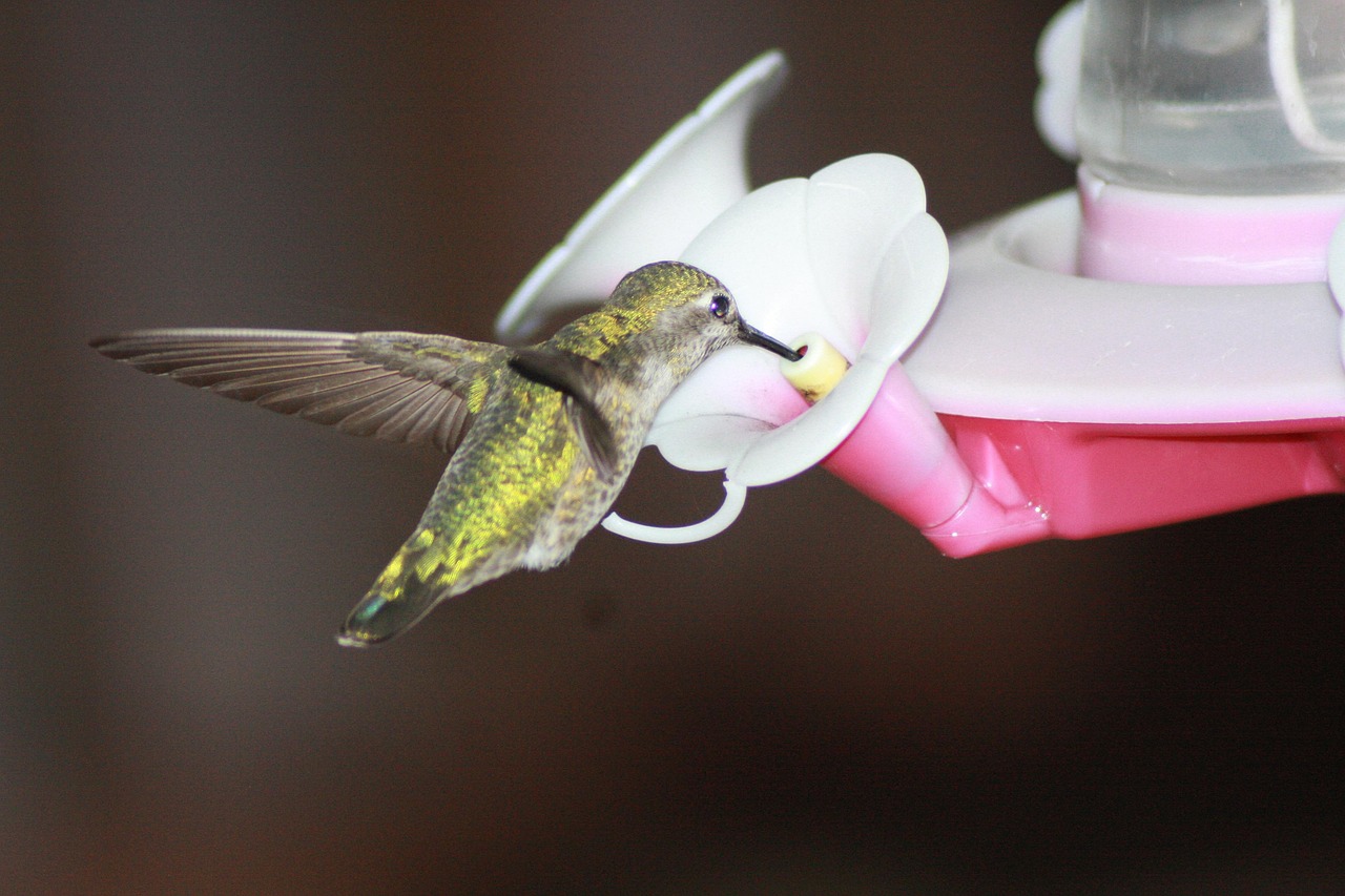 蜂鳥(niǎo)配送注冊(cè)攻略，輕松開(kāi)啟您的蜂鳥(niǎo)配送之旅，蜂鳥(niǎo)配送注冊(cè)指南，輕松起步您的配送生涯