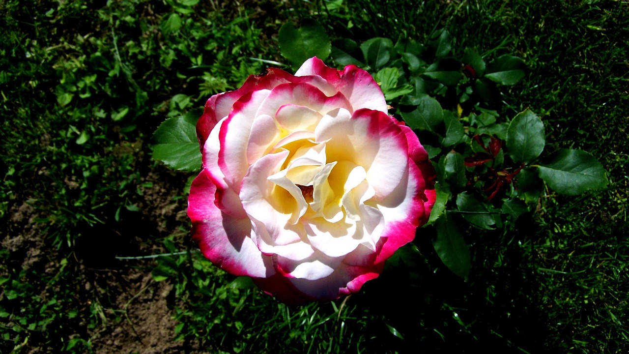 槐樹(shù)花之夢(mèng)，探尋心靈深處的秘密