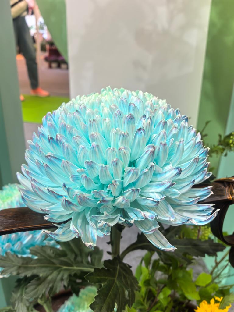 年產(chǎn)值超5000億元！“鮮花經(jīng)濟”一路生花